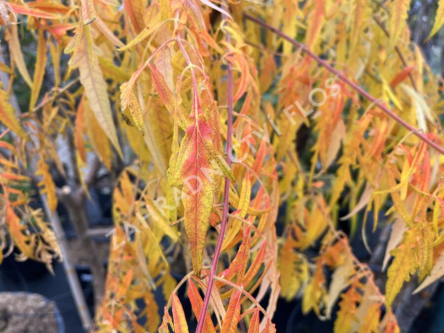 Škumpa orobincová 'Tiger Eyes' - Rhus typhina 'Tiger Eyes'