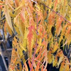 Škumpa orobincová 'Tiger Eyes' - Rhus typhina 'Tiger Eyes'