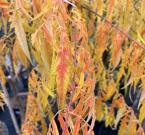 Škumpa orobincová 'Tiger Eyes' - Rhus typhina 'Tiger Eyes'