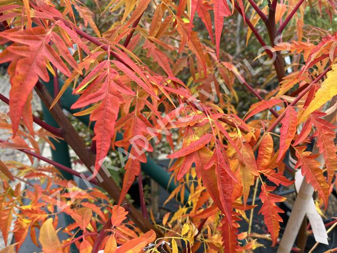 Škumpa 'Lacinata' - Rhus glabra 'Laciniata'