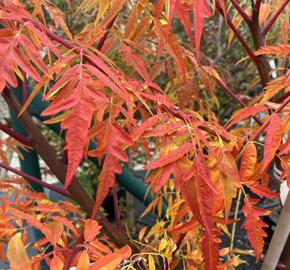 Škumpa 'Lacinata' - Rhus glabra 'Laciniata'