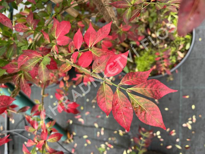 Brslen křídlatý - Euonymus alatus