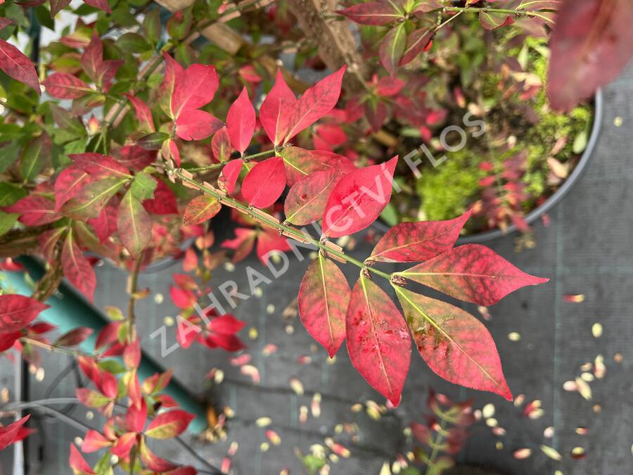 Brslen křídlatý - Euonymus alatus