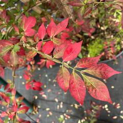 Brslen křídlatý - Euonymus alatus