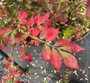 Brslen křídlatý - Euonymus alatus