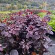 Ruj vlasatá 'Royal Purple' - Cotinus coggygria 'Royal Purple'