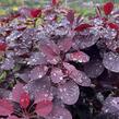 Ruj vlasatá 'Royal Purple' - Cotinus coggygria 'Royal Purple'