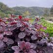 Ruj vlasatá 'Royal Purple' - Cotinus coggygria 'Royal Purple'