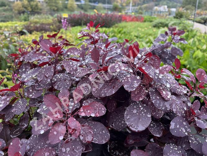 Ruj vlasatá 'Royal Purple' - Cotinus coggygria 'Royal Purple'