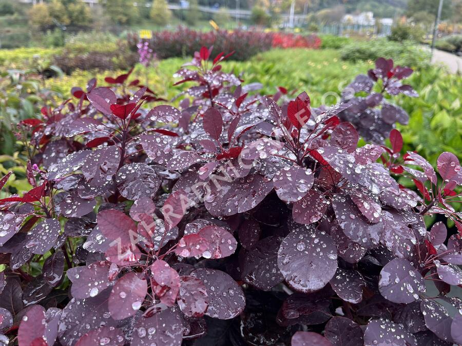 Ruj vlasatá 'Royal Purple' - Cotinus coggygria 'Royal Purple'