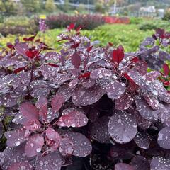 Ruj vlasatá 'Royal Purple' - Cotinus coggygria 'Royal Purple'