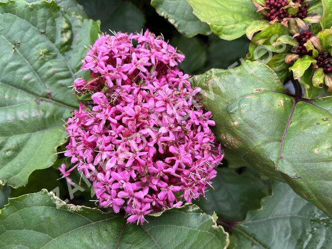 Blahokeř Bungeův - Clerodendrum bungei