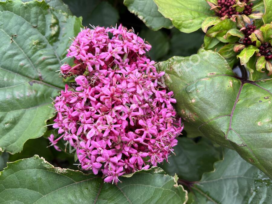 Blahokeř Bungeův - Clerodendrum bungei