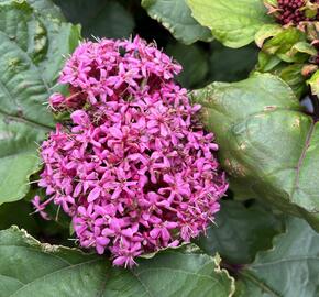 Blahokeř Bungeův - Clerodendrum bungei