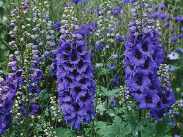 Ostrožka 'Dark Blue/Dark Bee' - Delphinium Magic Fountain 'Dark Blue/Dark Bee'