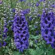 Ostrožka 'Dark Blue/Dark Bee' - Delphinium Magic Fountain 'Dark Blue/Dark Bee'