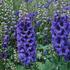 Delphinium Magic Fountain Dark Blue'Dark Bee.jpg