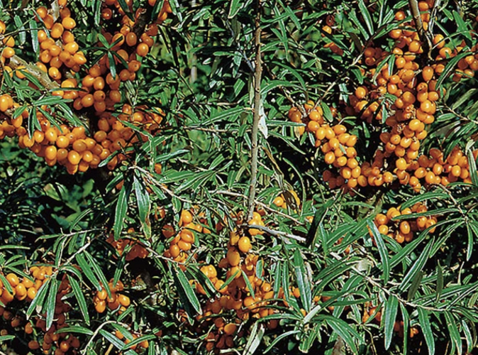 Rakythík řešetlákový - samičí 'Julia' - Hippophae rhamnoides 'Julia'