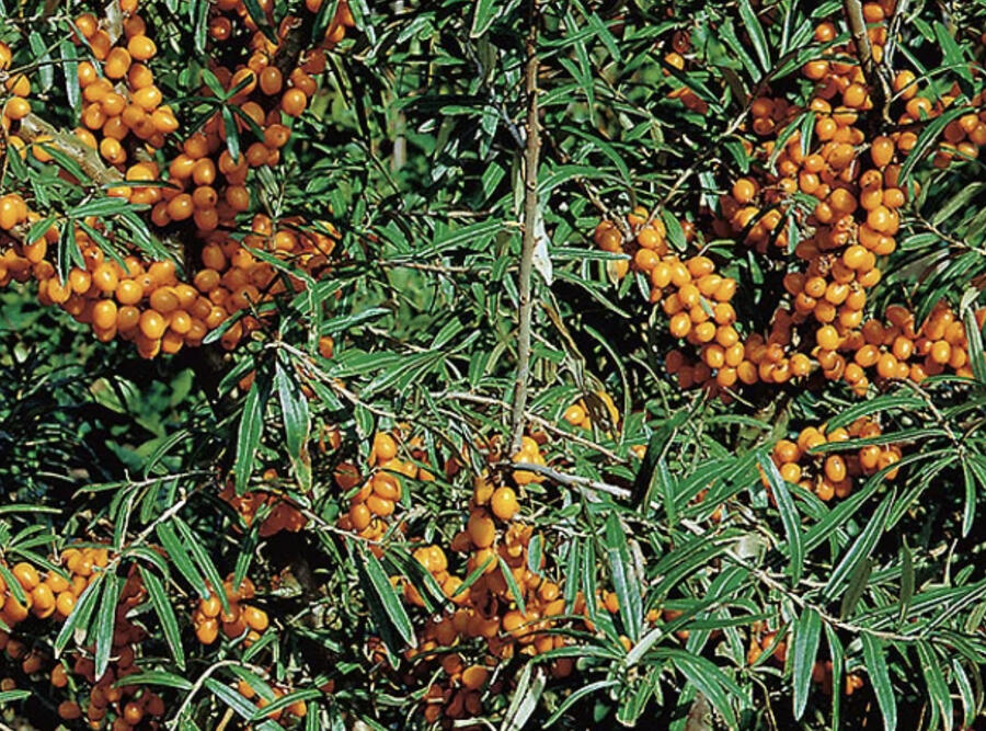 Rakythík řešetlákový - samičí 'Julia' - Hippophae rhamnoides 'Julia'