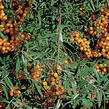 Rakythík řešetlákový - samičí 'Julia' - Hippophae rhamnoides 'Julia'