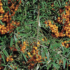 Rakythík řešetlákový - samičí 'Julia' - Hippophae rhamnoides 'Julia'