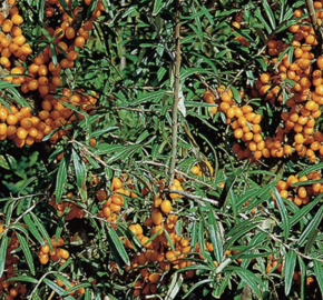 Rakythík řešetlákový - samičí 'Julia' - Hippophae rhamnoides 'Julia'