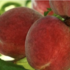 Prunus persica 'Flavor Crest'.png