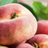 Prunus persica 'Fruit Me®Peach Me Donut'.png