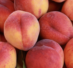 Broskvoň obecná 'Fruit Me®Peach Me Red' - Prunus persica 'Fruit Me®Peach Me Red'