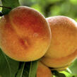 Broskvoň obecná 'Fruit Me®Peach Me Yellow' - Prunus persica 'Fruit Me®Peach Me Yellow'