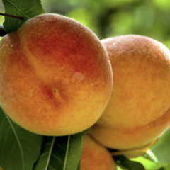 Broskvoň obecná 'Fruit Me®Peach Me Yellow' - Prunus persica 'Fruit Me®Peach Me Yellow'