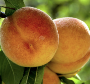 Broskvoň obecná 'Fruit Me®Peach Me Yellow' - Prunus persica 'Fruit Me®Peach Me Yellow'