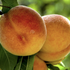 Prunus persica 'Fruit Me®Peach Me Yellow'.png