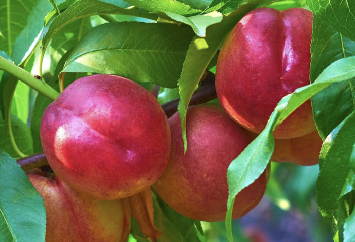 Broskvoň obecná, nektarinka 'Fruit Me Necta Me' - Prunus persica var. nucipersica 'Fruit Me Necta Me'