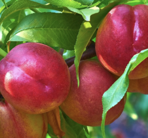 Broskvoň obecná, nektarinka 'Fruit Me Necta Me' - Prunus persica var. nucipersica 'Fruit Me Necta Me'