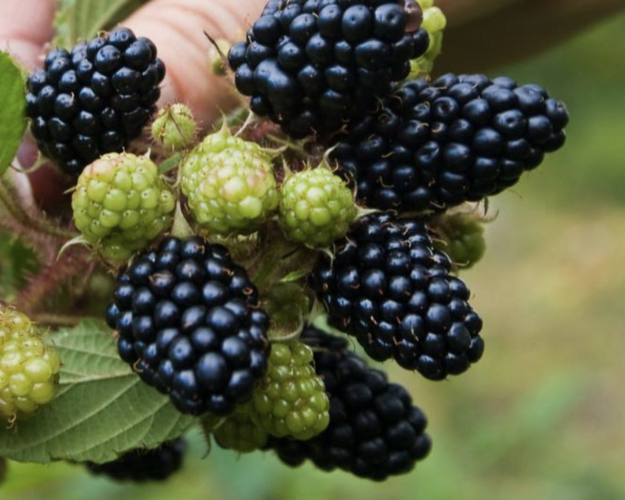 Ostružiník 'Coolaris Garden Black' - Rubus fruticosus 'Coolaris Garden Black'