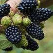 Ostružiník 'Coolaris Garden Black' - Rubus fruticosus 'Coolaris Garden Black'