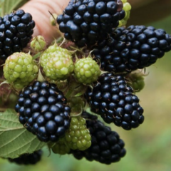 Ostružiník 'Coolaris Garden Black' - Rubus fruticosus 'Coolaris Garden Black'