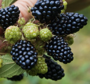 Ostružiník 'Coolaris Garden Black' - Rubus fruticosus 'Coolaris Garden Black'