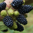 Rubus fruticosus 'Coolaris Garden Black'.png