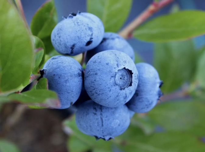 Borůvka chocholičnatá, kanadská borůvka 'Denise Blue' - Vaccinium corymbosum 'Denise Blue'