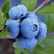 Borůvka chocholičnatá, kanadská borůvka 'Denise Blue' - Vaccinium corymbosum 'Denise Blue'