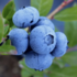 Vaccinium corymbosum 'Denise Blue'.png