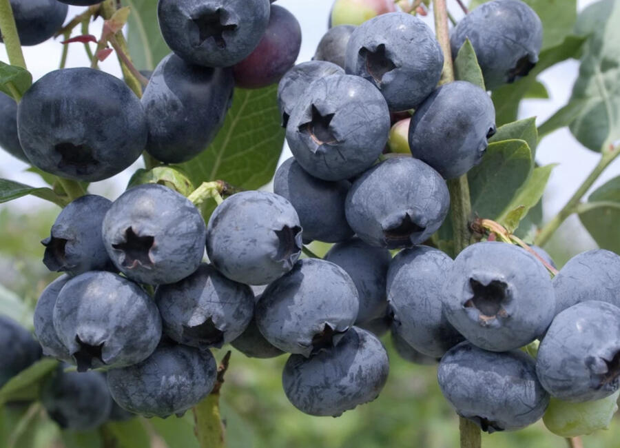 Borůvka chocholičnatá, kanadská borůvka 'Nelson' - Vaccinium corymbosum 'Nelson'