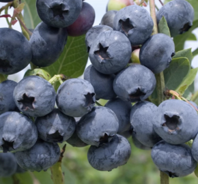 Borůvka chocholičnatá, kanadská borůvka 'Nelson' - Vaccinium corymbosum 'Nelson'