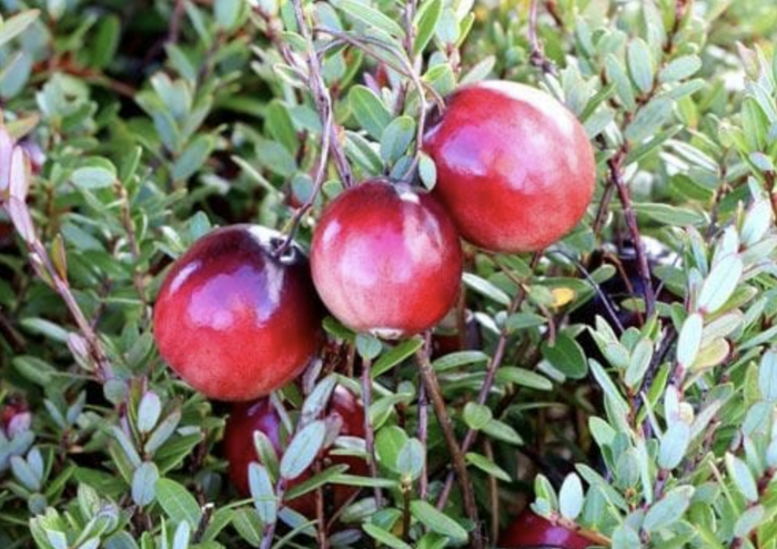 Klikva velkoplodá 'Early Black' - Vaccinium macrocarpon 'Early Black'