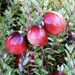 Klikva velkoplodá 'Early Black' - Vaccinium macrocarpon 'Early Black'