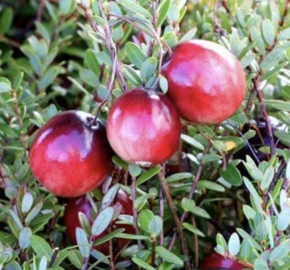 Klikva velkoplodá 'Early Black' - Vaccinium macrocarpon 'Early Black'