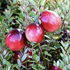 Vaccinium macrocarpon 'Early Black'.png