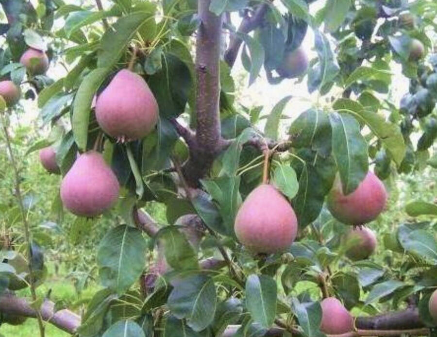 Hrušeň obecná 'Radana' - Pyrus communis 'Radana'